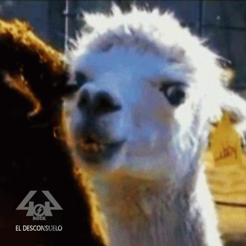 404 : El Desconsuelo